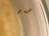 Courting the Competition: Some Male Fruit Flies Serenade Each Other Rather Than Fight