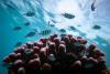 From frontline to global spotlight: Economist Impact features Nature Seychelles’ coral restoration