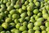 Tunisia: Promising seasons expected for grain and olive production (UTAP chief)