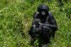 Orphaned bonobos find sanctuary in Congo from poachers and bushmeat trade