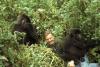David Attenborough reveals he was interrogated by Rwandan police after filming iconic gorilla documentary