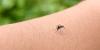 First native Dengue fever cases recorded in France in 2026