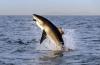 Shark nets spark furore at Club Med’s first SA resort