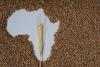 Fertilizer Sovereignty: Africa’s Path to Food Security in a Volatile World
