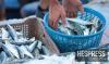 Morocco extends sardine fishing ban north of Laayoune through end of 2026