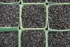 Washington And Oregon Blueberry Shipments Mixed Year-Over-Year