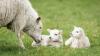 Health risks for lambs in autumn: Are you prepared?