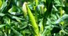 WANDILE SIHLOBO | Record grain harvest bodes well for consumer food price inflation