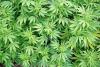 Cannabis Licenses – October 2026