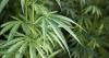 Study Tracks 11,000 Youths, Finds Cannabis Use Linked to Slower Brain Development