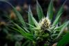 Germany’s Cannabis Experiment Faces a Reckoning