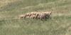 Colorado Parks and Wildlife conducting bighorn sheep herd survey in Pikes Peak
