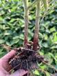 Wisconsin added to growing list of red crown rot cases
