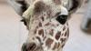 Detroit Zoo giraffe, Nguvu, dies