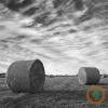 Yields pull U.S. hay production lower