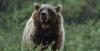 Two High School Students Injured After Bear Attack in Washington State