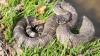 How to avoid rattlesnakes in central Oregon