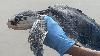 Two rehabilitated sea turtles set for release Wednesday at Folly Beach