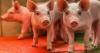 Pig models show promise for breakthrough flu vaccine research