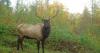 Wisconsin's elk herds growing