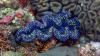 Traditional protection proves more successful for clams in American Samoa