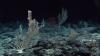 Are China’s Deep-Sea Mining Vessels Surveilling US Submarines?