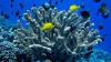 University of Hawaiʻi to lead new Pacific reef research institute