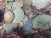 How researchers are bringing the 2026 Pacific coral survey to you