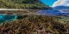 UH researchers collaborate on $4.6 million reef restoration project in American Samoa