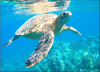 Recovering Green Sea Turtles prompt new dialogue on culture and sustainable use in the Western Pacific