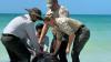 Pilot whale beaches along Southwest Florida coast