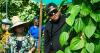 Super Typhoon Sinlaku crop loss assessment begins to help Guam farmers, ranchers