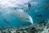 The price of a selfie: How social media is impacting wildlife