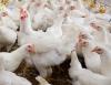 Two more Polish poultry flocks hit by Newcastle disease