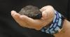 Report: Seabed mining, China mapping reshaping Micronesia