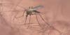 CDC warns travelers of dengue fever outbreaks in over a dozen countries