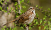 Where Sparrows Return: A Young Student’s Climate Solution in Turkmenistan