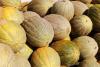 The Golden Fruit of the Desert: Unlocking the Future of Turkmenistan’s Melons and Watermelons