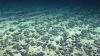 Two U.S. Deep-Sea Mining Companies Plan $1B Reverse Merger