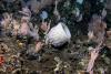 Billion-dollar mining merger targets ocean’s most biodiverse stretch