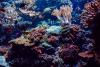 Heat‑resistant corals could help reefs adapt to climate change