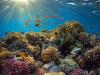 Could heat-resistant corals help reefs adapt to climate change?