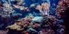 Heat-resistant corals could help reefs adapt to climate change