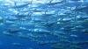 Fiji backs regional tuna cooperation deal
