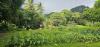 Te Ipukarea Society: Living legacy of biodiversity and tradition
