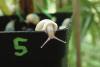 Zoos help Polynesian snail recover from near extinction