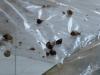 Rīga Zoo gives hand in restoring rare snail population