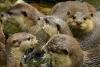 How Recent Conservation Wins Proved Nature Can Bounce Back