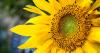 KALW Almanac - Friday May 1, 2026