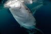 Whale shark study reveals cross‑border migration across 13 countries